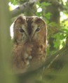 /album/my-local-birding-gallery/tawny-owl-trying-not-to-be-noticed-jpg/